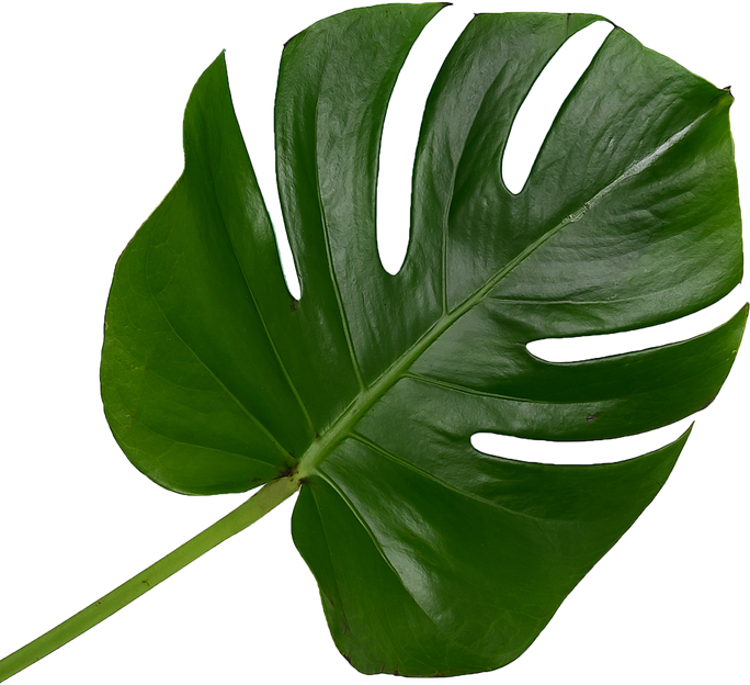 Stem of Monstera Leaves